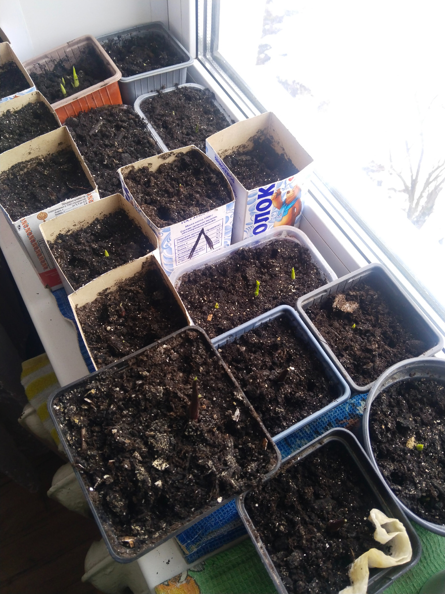 Эти 3 недели в грунте, как видим, только начали показываться. Парочка ещё не вылезла, но я пошевелила палочкой-,росточек лезет.  В принципе, Я их сажала всех проклюнувшихся, так что дело времени.