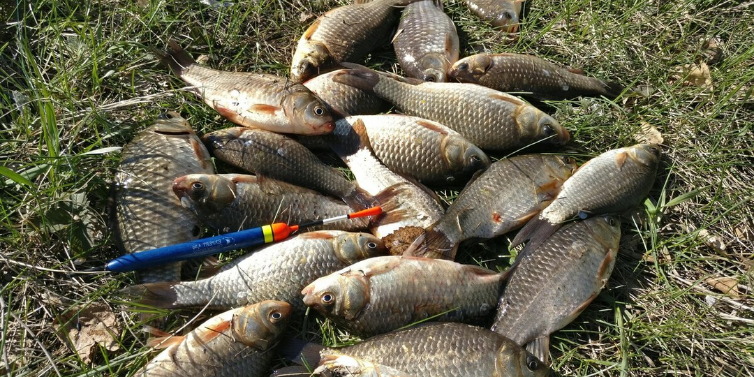 Секреты весенней ловли карася на удочку: от выбора места до прикормки