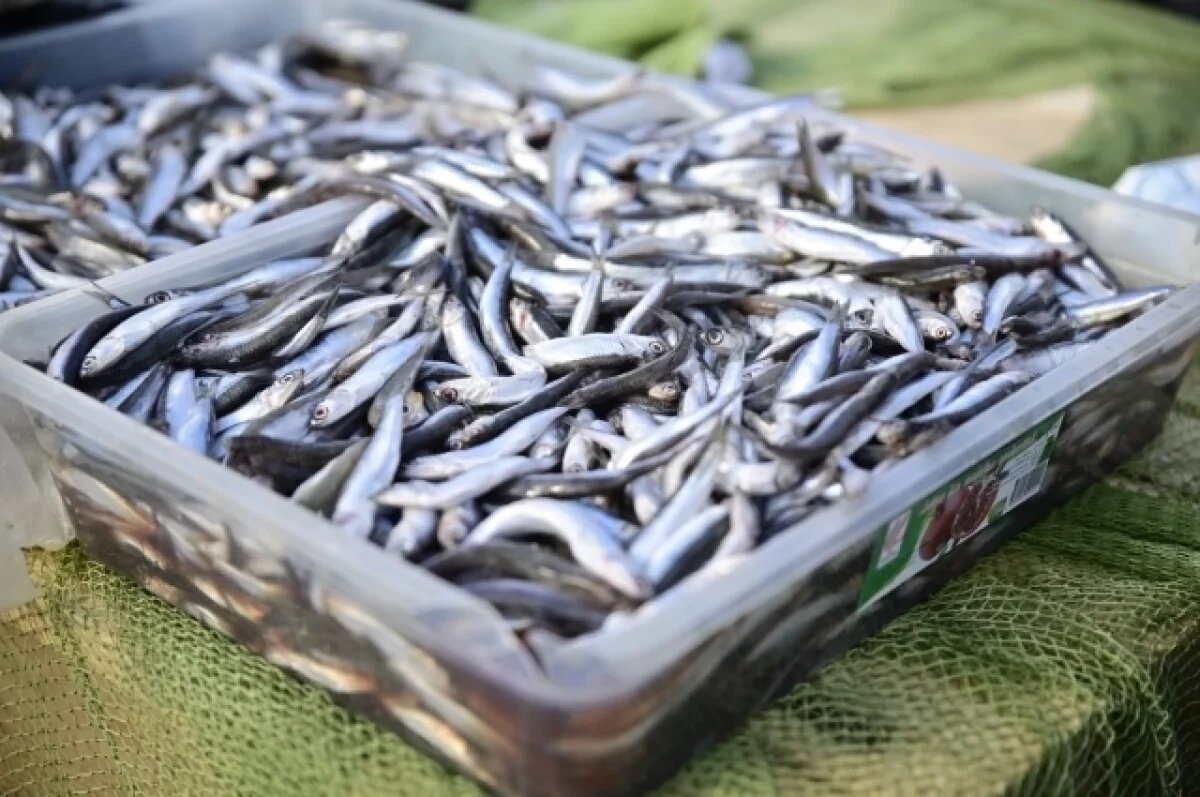    Турция впервые начала покупать пойманную в Новороссийске хамсу