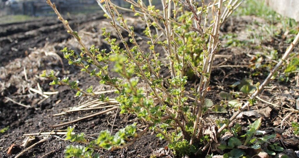 Уход за крыжовником весной: обрезка, подкормка, опрыскивание