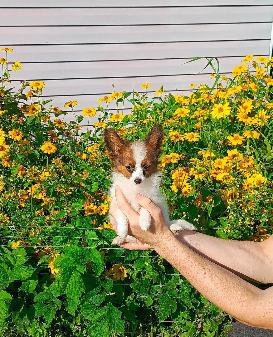 Мини щенок папийон