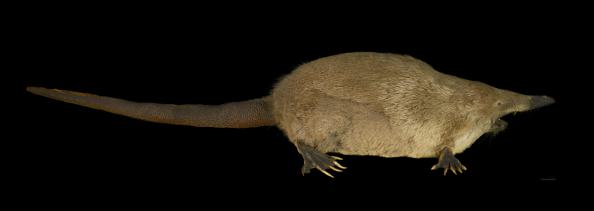 Чучело самца выхухоли из музея Тулузы