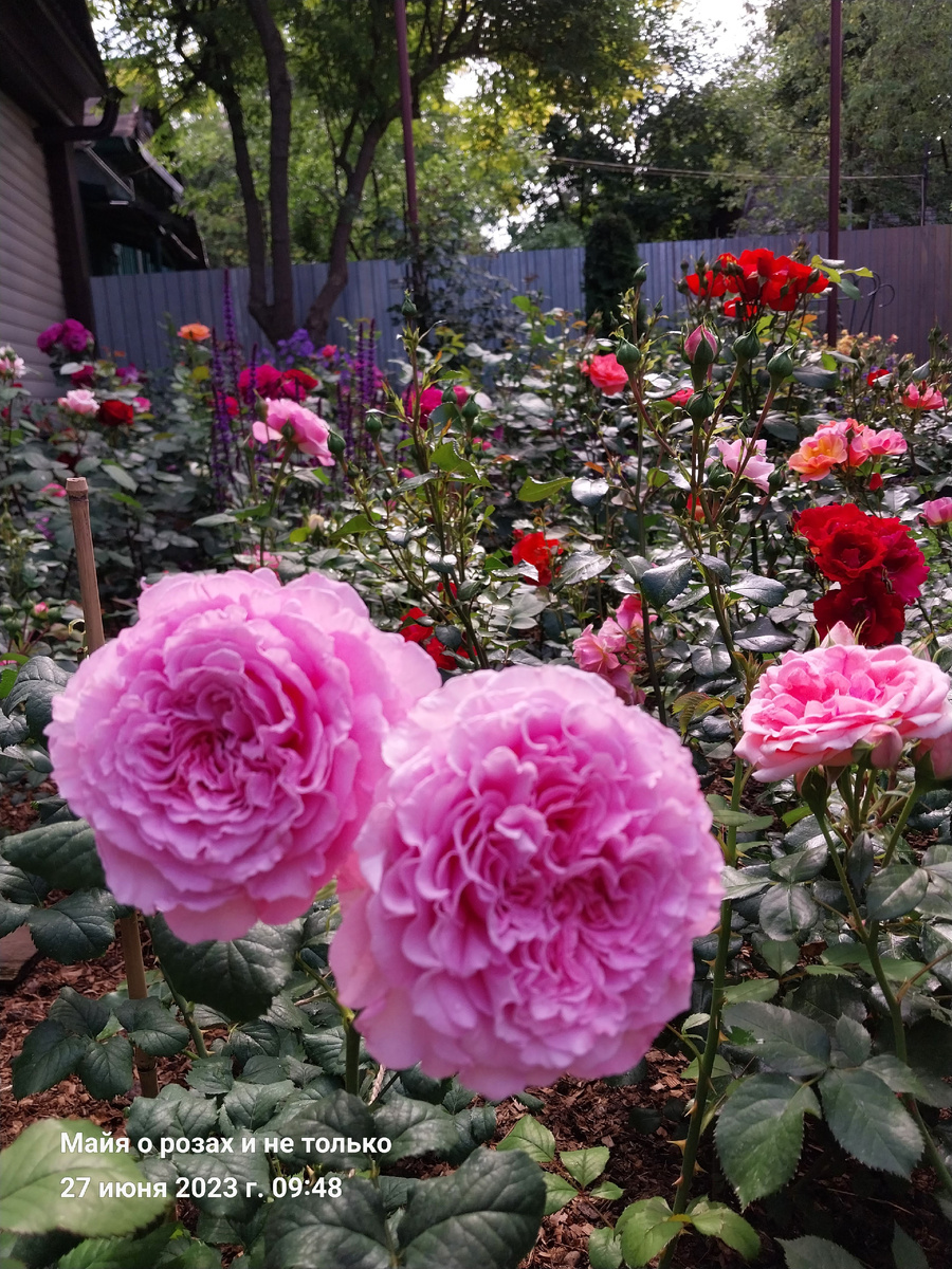 Николя Бриансон 