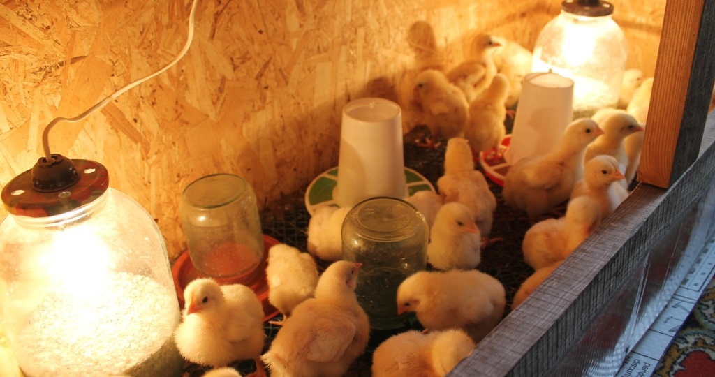 Первые дни жизни цыплят: условия содержания, рацион, профилактика болезней