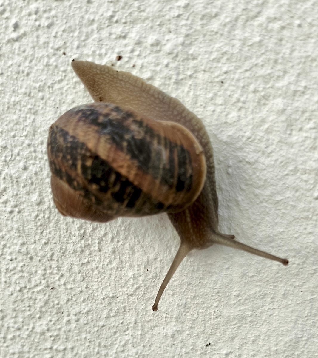 Виноградная улитка