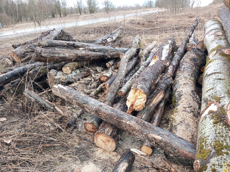 Вот такие остатки лежат годами и гниют, неужели это выгоднее чем продать на дрова?,