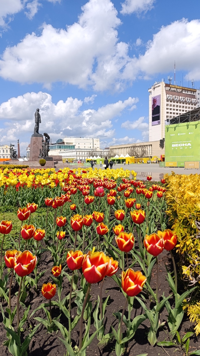 Площади цветущих тюльпанов в центре Ставрополя