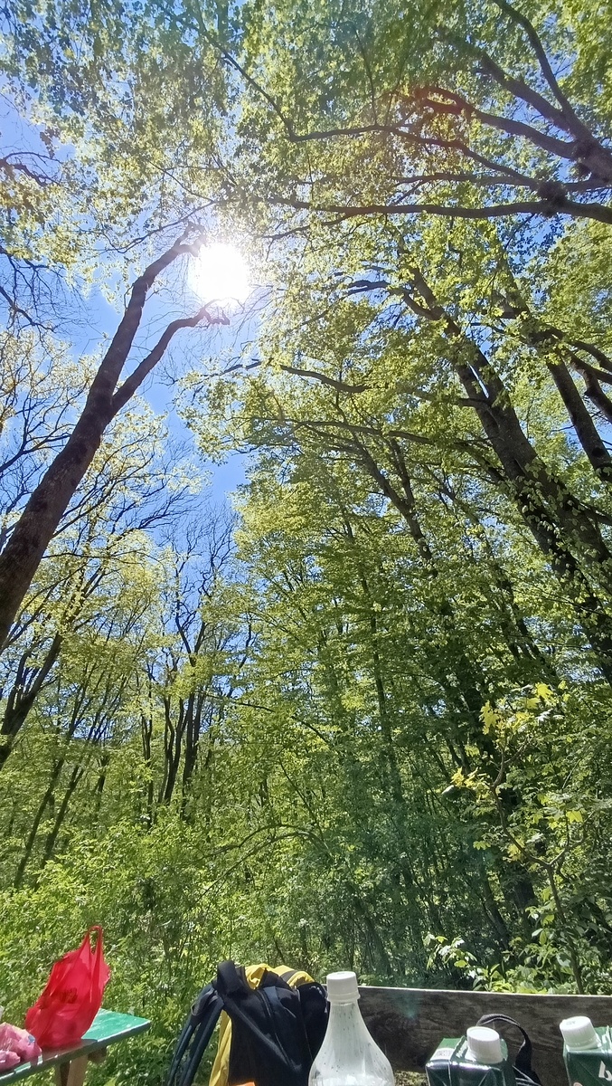 Даже обычный лесной поход дарит радость