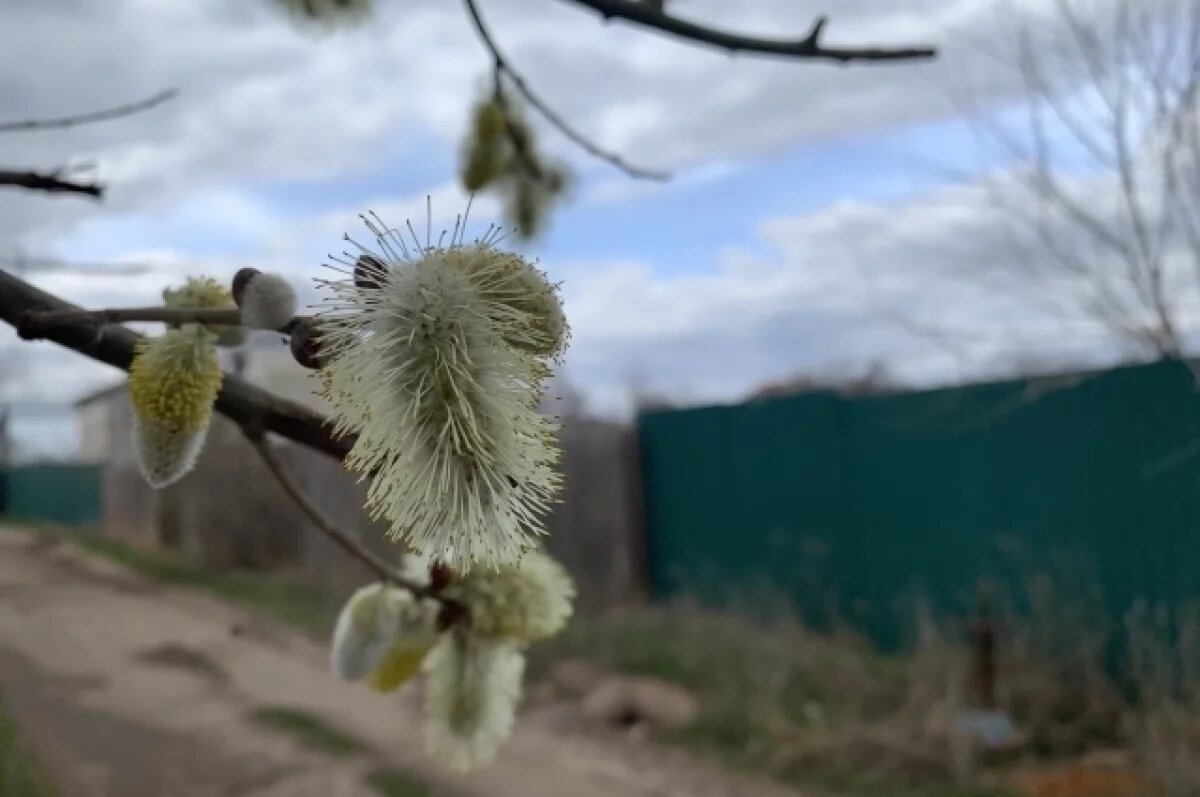   Ноябрян приглашают на освящение вербы 12 и 13 апреля