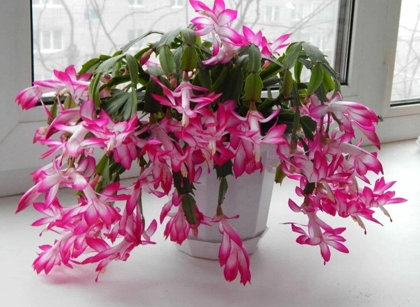 Источник Яндекс.фото