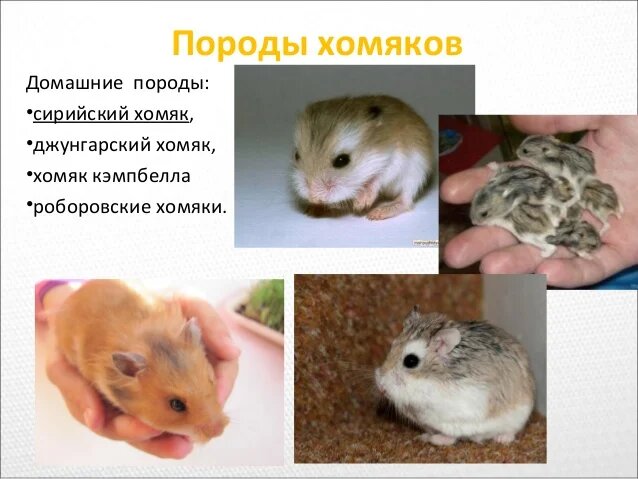 Виды домашних хомяков
