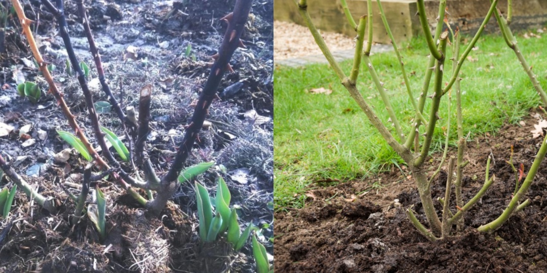 Готовлю розы к весне за 3 простых шага. Проверенный способ защитит от весенних ожогов