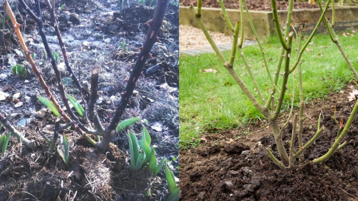 Результат неправильного и правильного открытия роз в конце марта