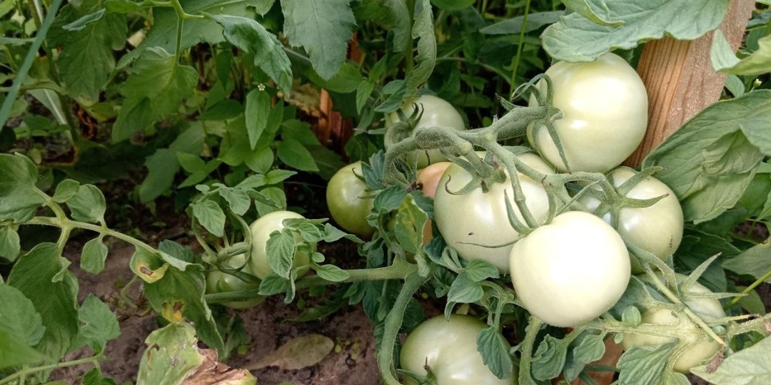 Выращиваю ранние помидоры на 25 дней быстрее обычного. Проверенные приемы помогут собрать первый урожай в начале июня