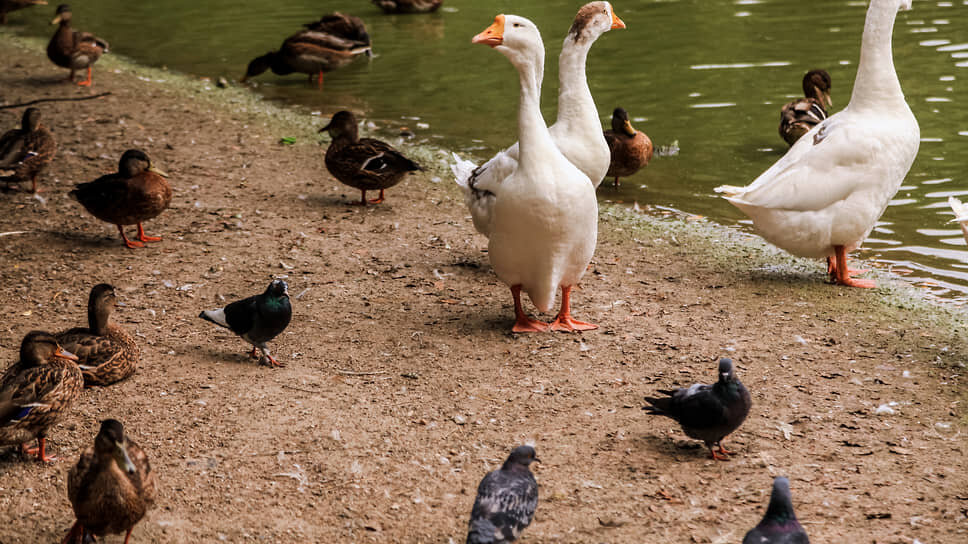Фото: Елена Волжанкина / Коммерсантъ