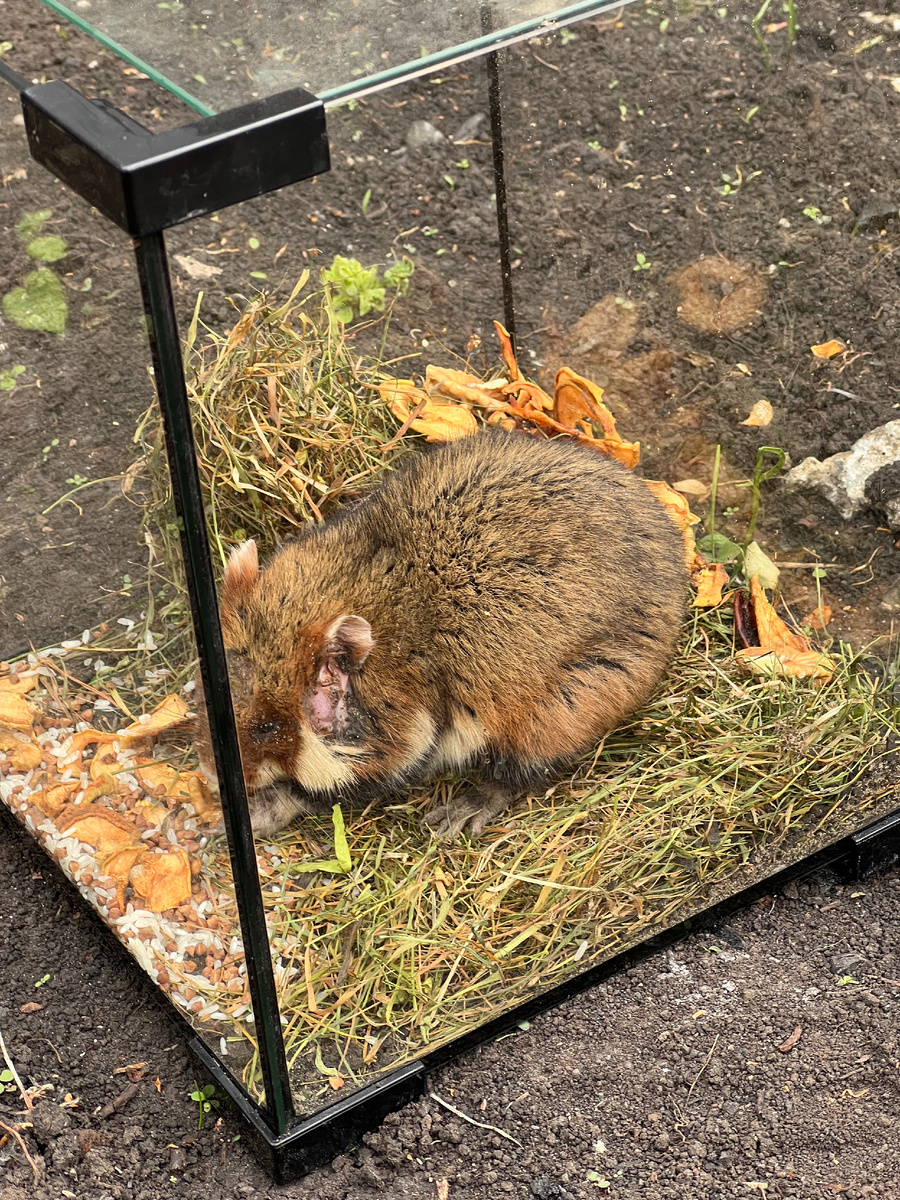 Карбыш хомяк