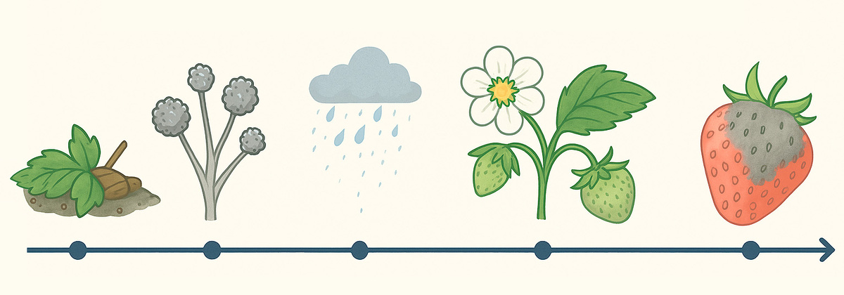 Заражение серой гнилью