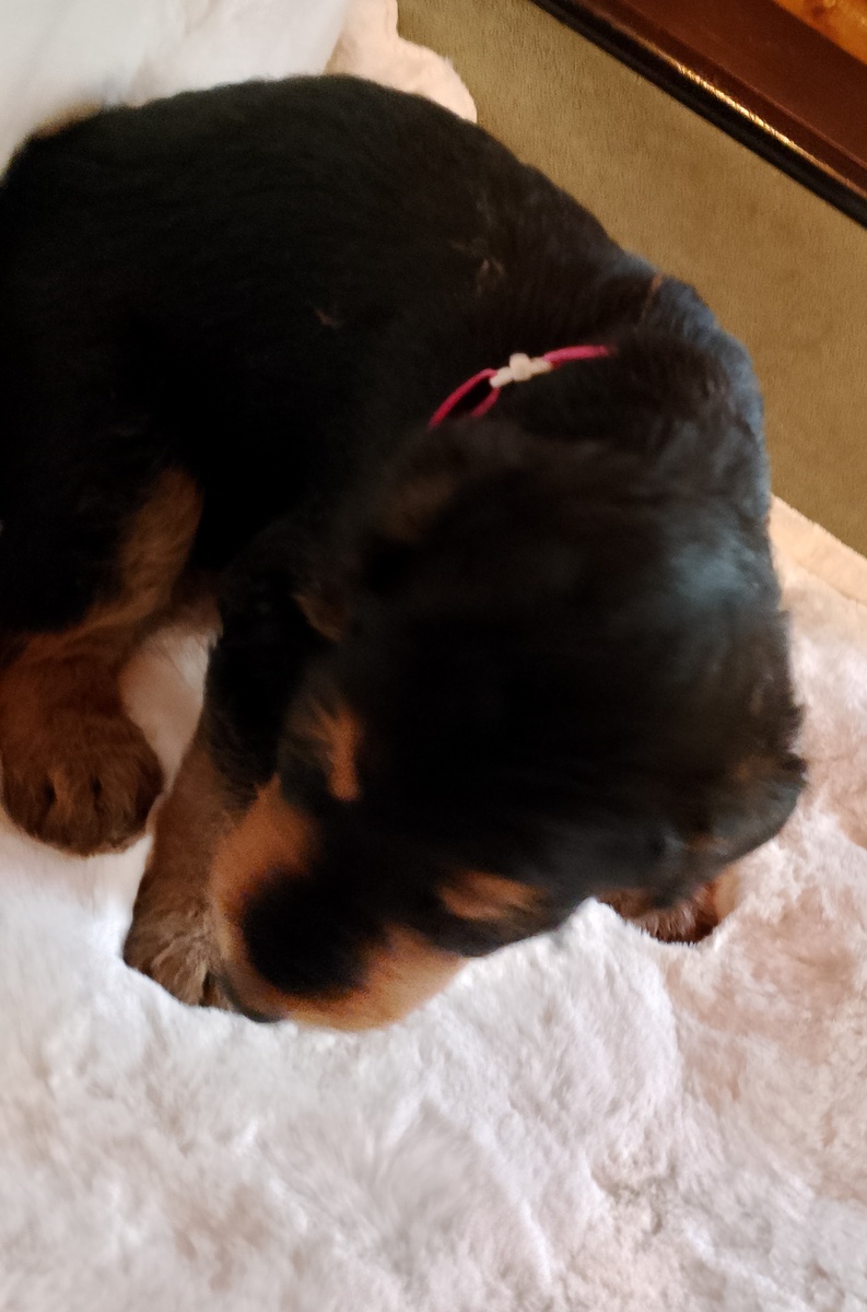 Здесь она совсем кроха, меньше месяца. Сейчас два. Очень быстро бегает, не угнаться. 