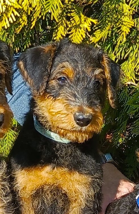 Моя любимая Голубая ленточка.  Которую не хочется отдавать в ненадёжные руки. Потому что пока она по всем признакам - элита и шоу-класс, как и Красная.