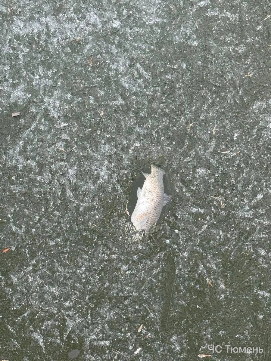     Источник: ЧС Тюмень