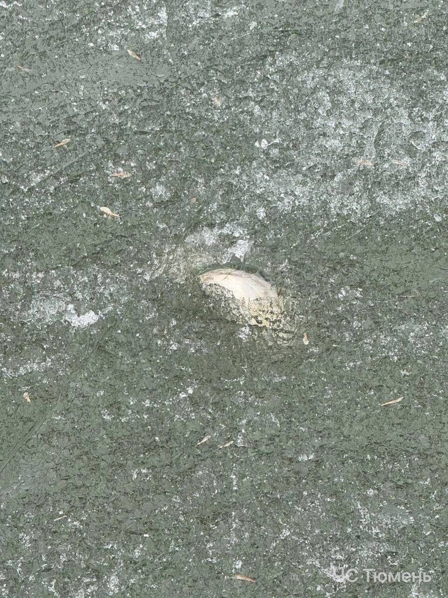     Источник: ЧС Тюмень