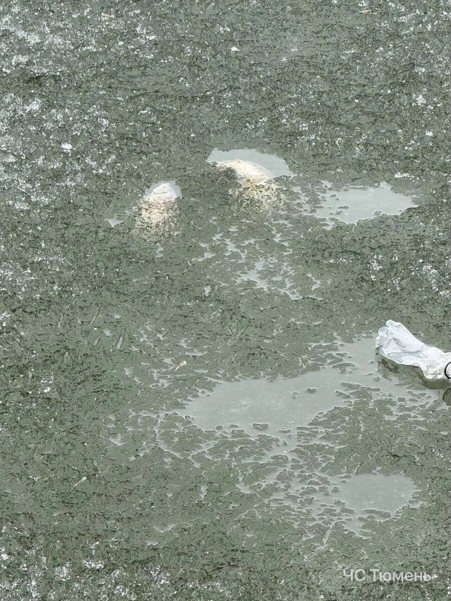     Источник: ЧС Тюмень