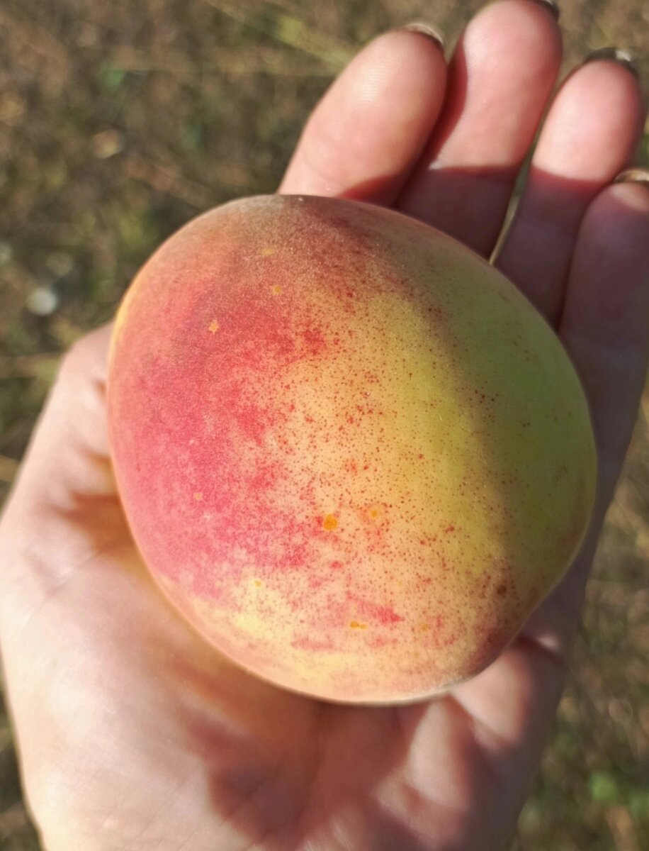 Фото моё, персик мой!) Название сорта забыла...