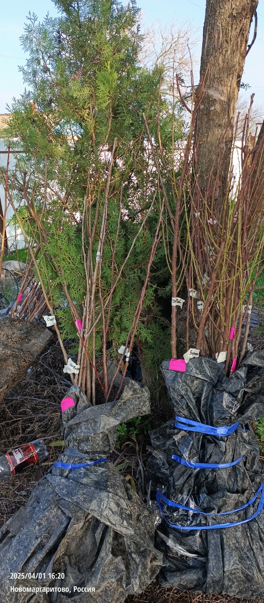 Саженцы из Великолепного Сада "расфасовала" для подруг!)