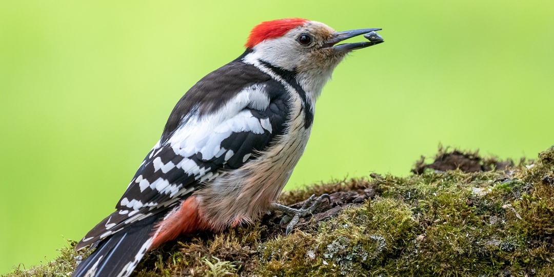 В "Калужских засеках" встречаются все десять видов европейских дятлов!