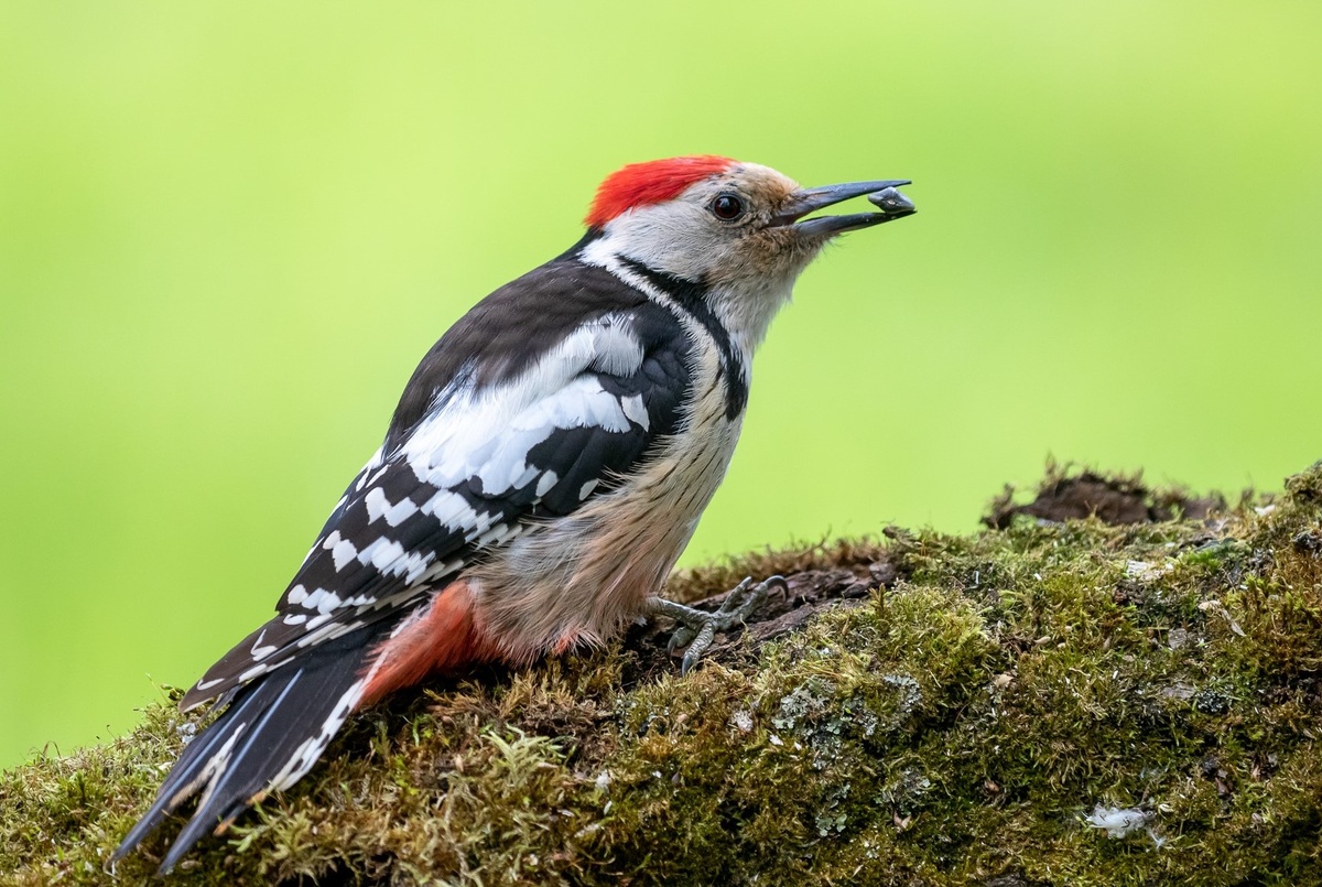 Средний дятел 