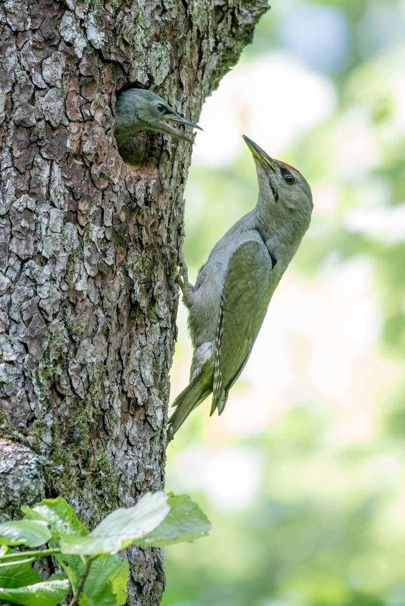 Седой дятел с птенцами 