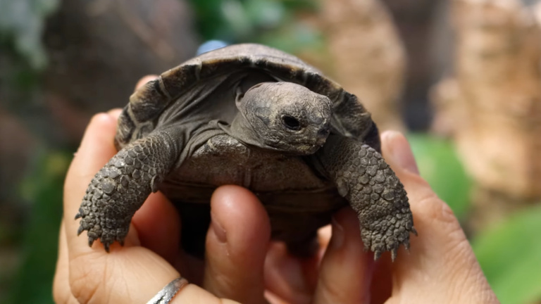 Детёныши черепах впервые предстанут перед публикой 23 апреля