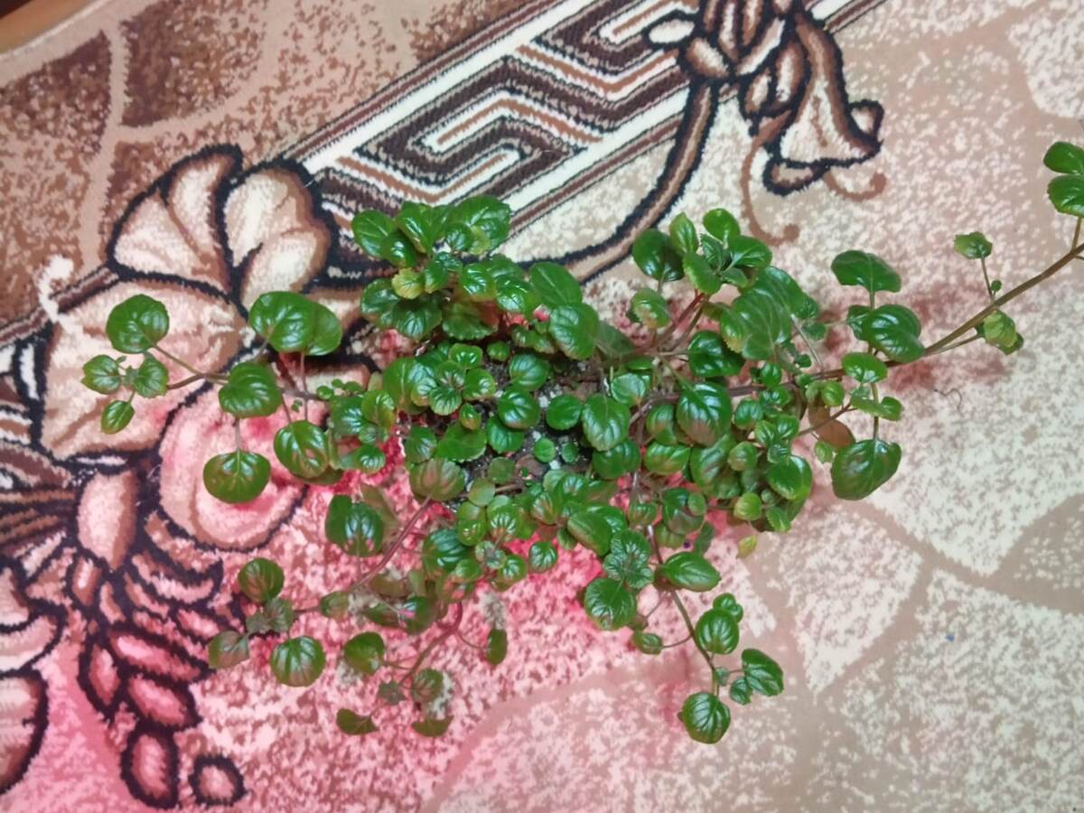 Шпороцветник, плектрантус 