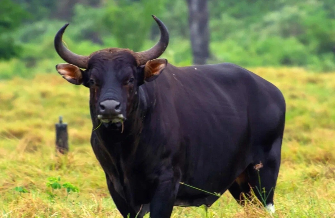 Яндекс.картинки