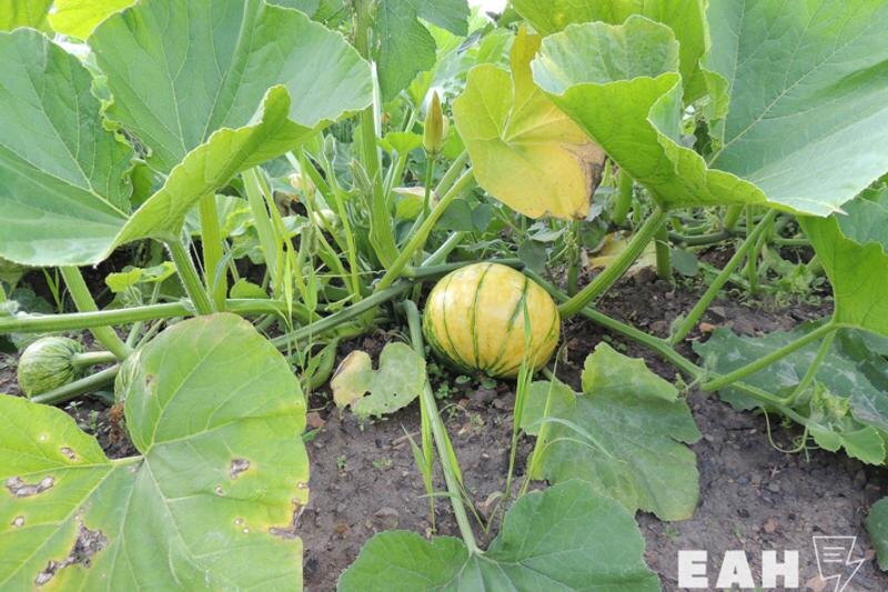    Аохивное фото ЕАН