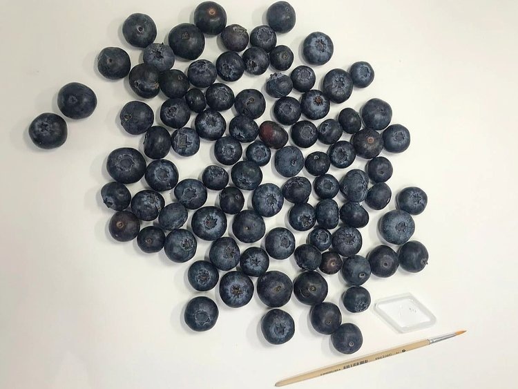    Очередная партия карантинного трипса прибыла в Россию с голубикой