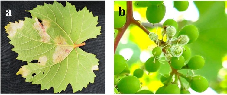    Фунгицидная защита винограда от ложной мучнистой росы – опыт Японии