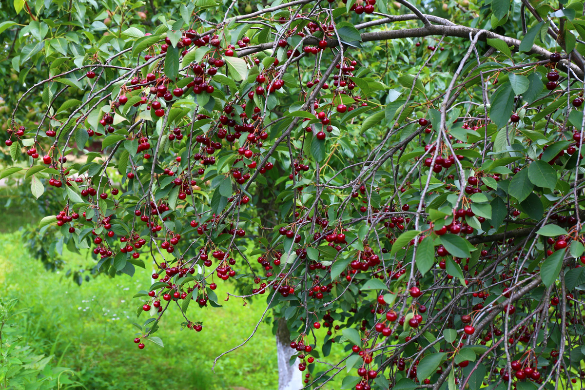    Спеет вишня