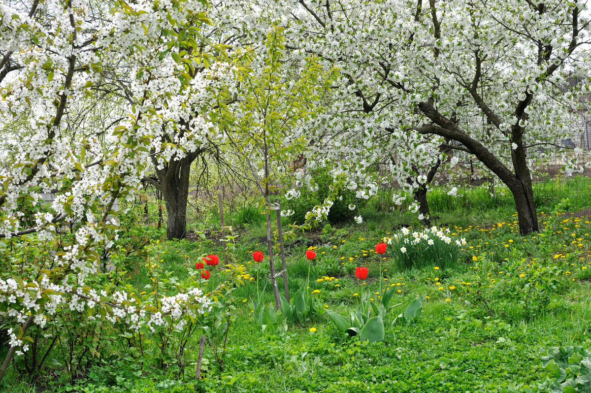    Следует сажать не менее двух сортов вишни для хорошего переопыления