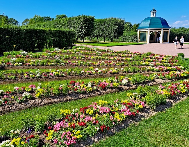 Цветники Верхнего сада Петергофа /фото из личного архива, 2024/
