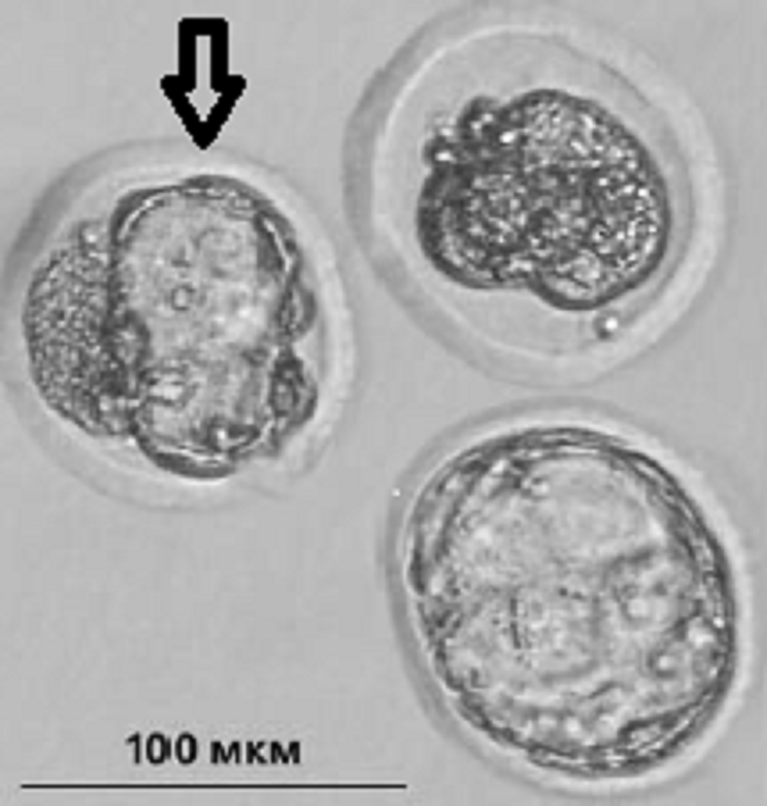 Преимплантационные эмбрионы крыс линии НИСАГ. Стрелка указывает на прозрачную оболочку (zona pellucida).