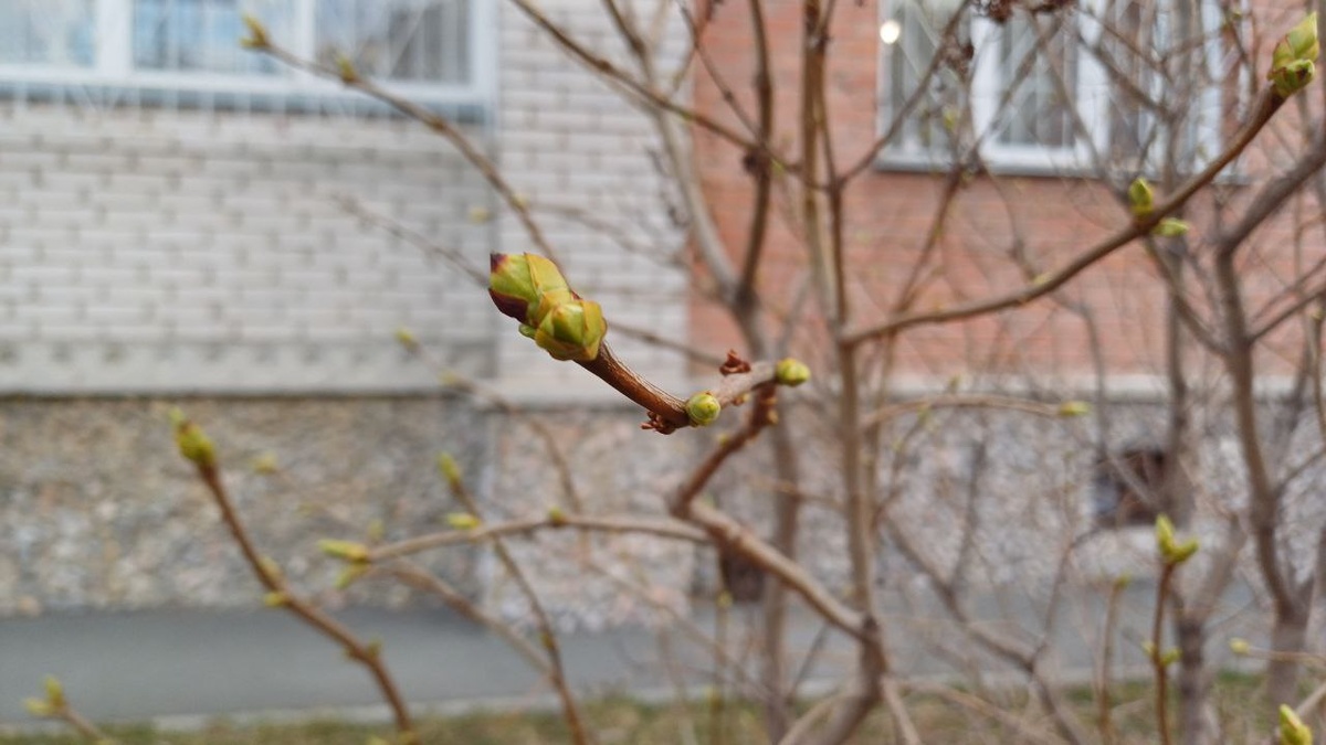 Жаркий апрель: в Сибири температура на улице приближается к рекорду 1972-го года. Экологи назвали опасные последствия раннего потепления. 