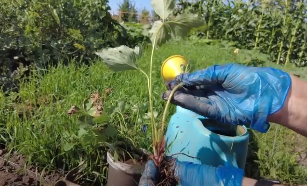 размножение клубники усами