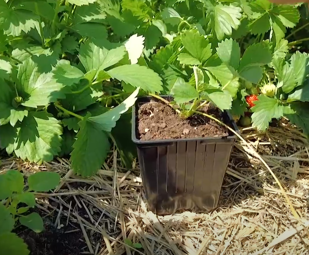 укоренение уса клубники в стаканчике