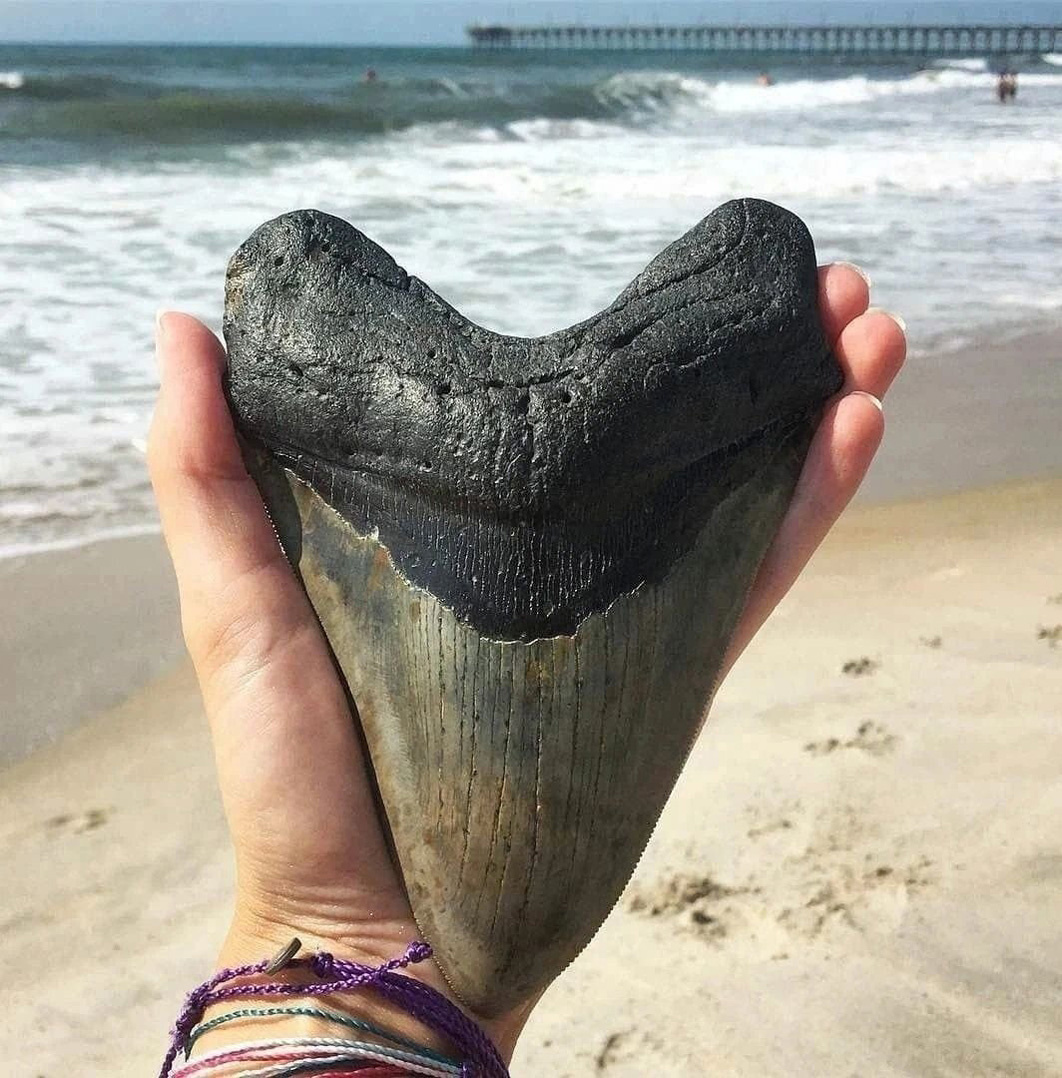 Зуб акулы-мегалодона
