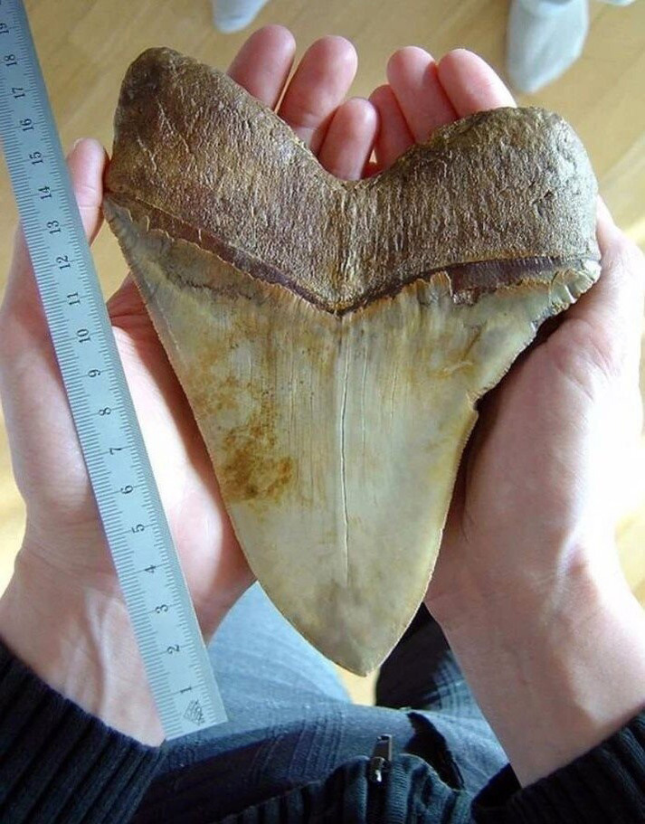 Зуб мегалодона с обратной стороны
