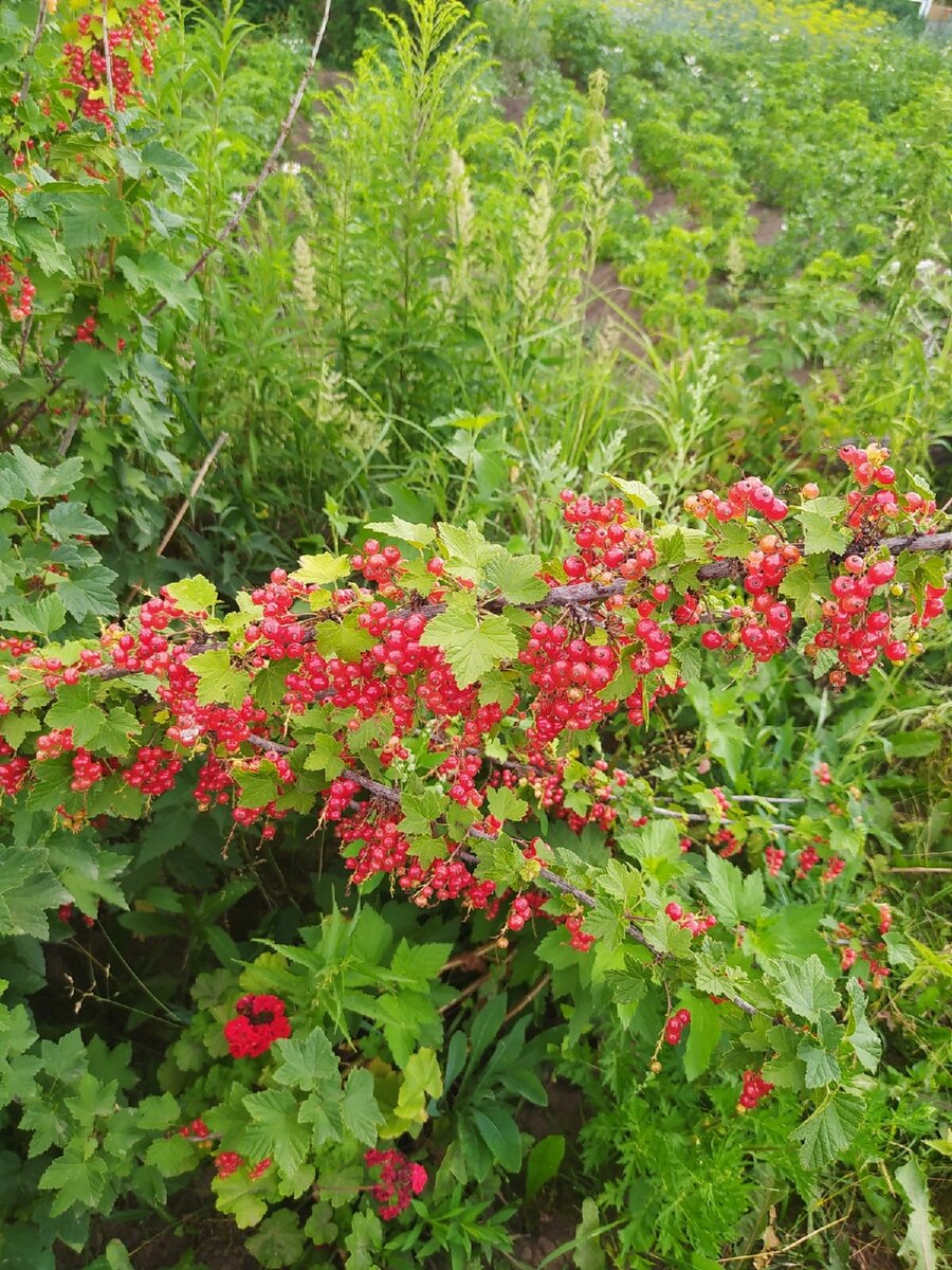 Смородинка.