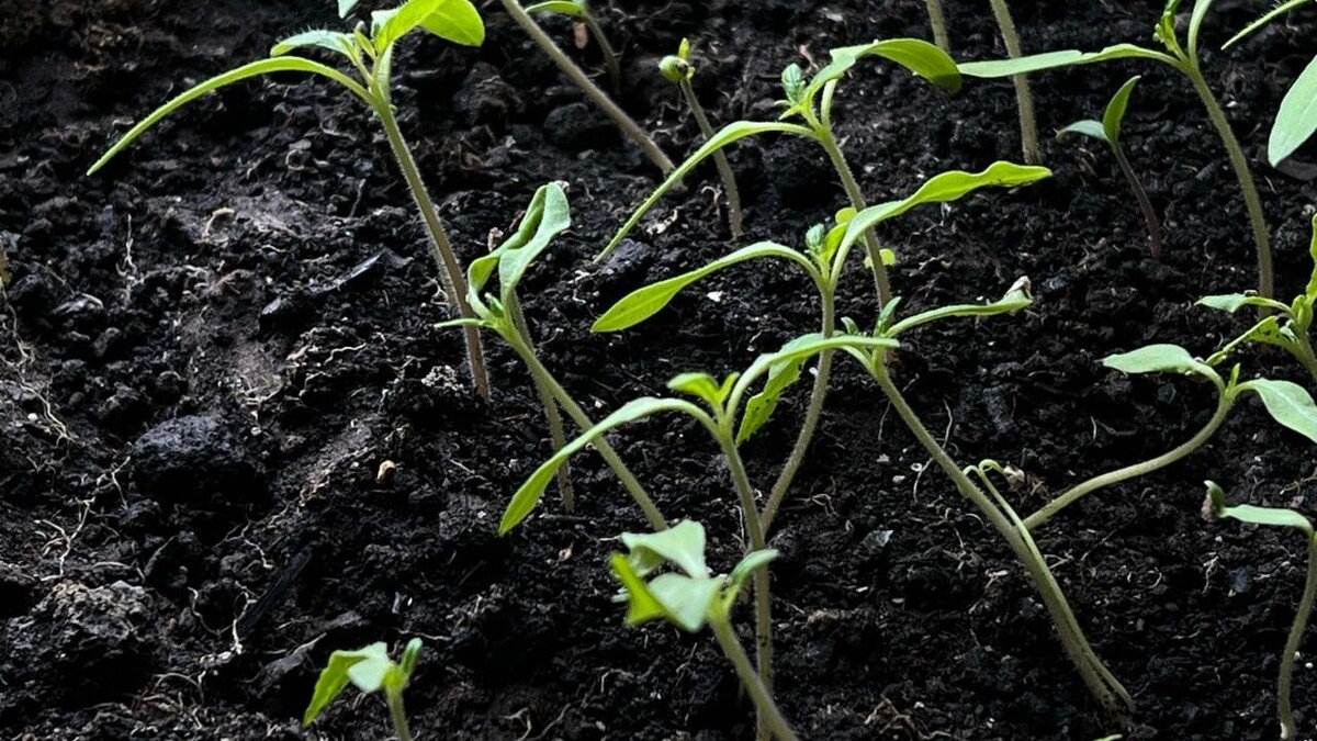     Источник: 1MI