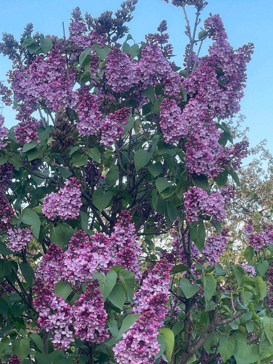 
Весна — это время пробуждения природы, когда всё вокруг оживает и наполняется новыми красками. Это период, когда хочется вдохнуть полной грудью и наслаждаться каждым мгновением. Иногда так хочется, чтобы весна задержалась чуть дольше, чтобы мы могли ещё немного насладиться её свежестью и красотой.
Весна приносит с собой ощущение обновления и надежды. Первые тёплые лучи солнца, нежные цветы, распускающиеся на деревьях, и пение птиц создают особую атмосферу, которая вдохновляет и дарит силы. В это время года хочется мечтать, строить планы и верить в лучшее.
Но, к сожалению, весна не вечна. Она уступает место лету, которое приносит свои радости и заботы. Однако мы можем сохранить частичку весны в своём сердце, запомнив её моменты и продолжая жить с тем же чувством обновления и радости.
Давайте ценить каждый день весны, наслаждаться её дарами и помнить, что в наших силах сделать так, чтобы весеннее настроение оставалось с нами как можно дольше. Пусть весна задержится в наших сердцах и мыслях, напоминая о том, как прекрасна жизнь в её самых ярких проявлениях.



