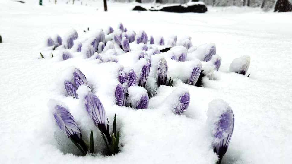 первоцветы в Ботаническом саду ННГУ.📷Фото: Ботанический сад ННГУ